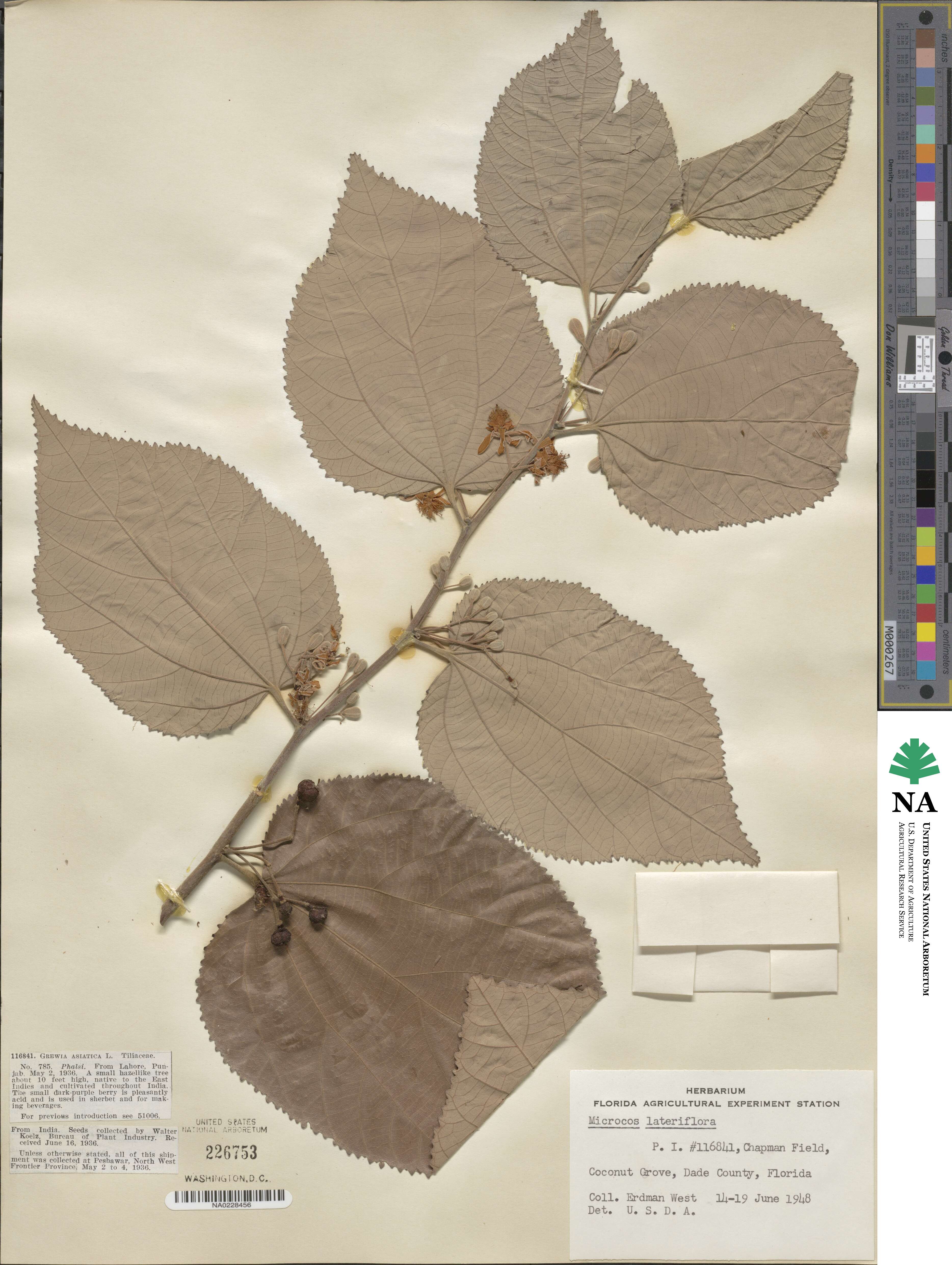 Grewia tiliifolia image