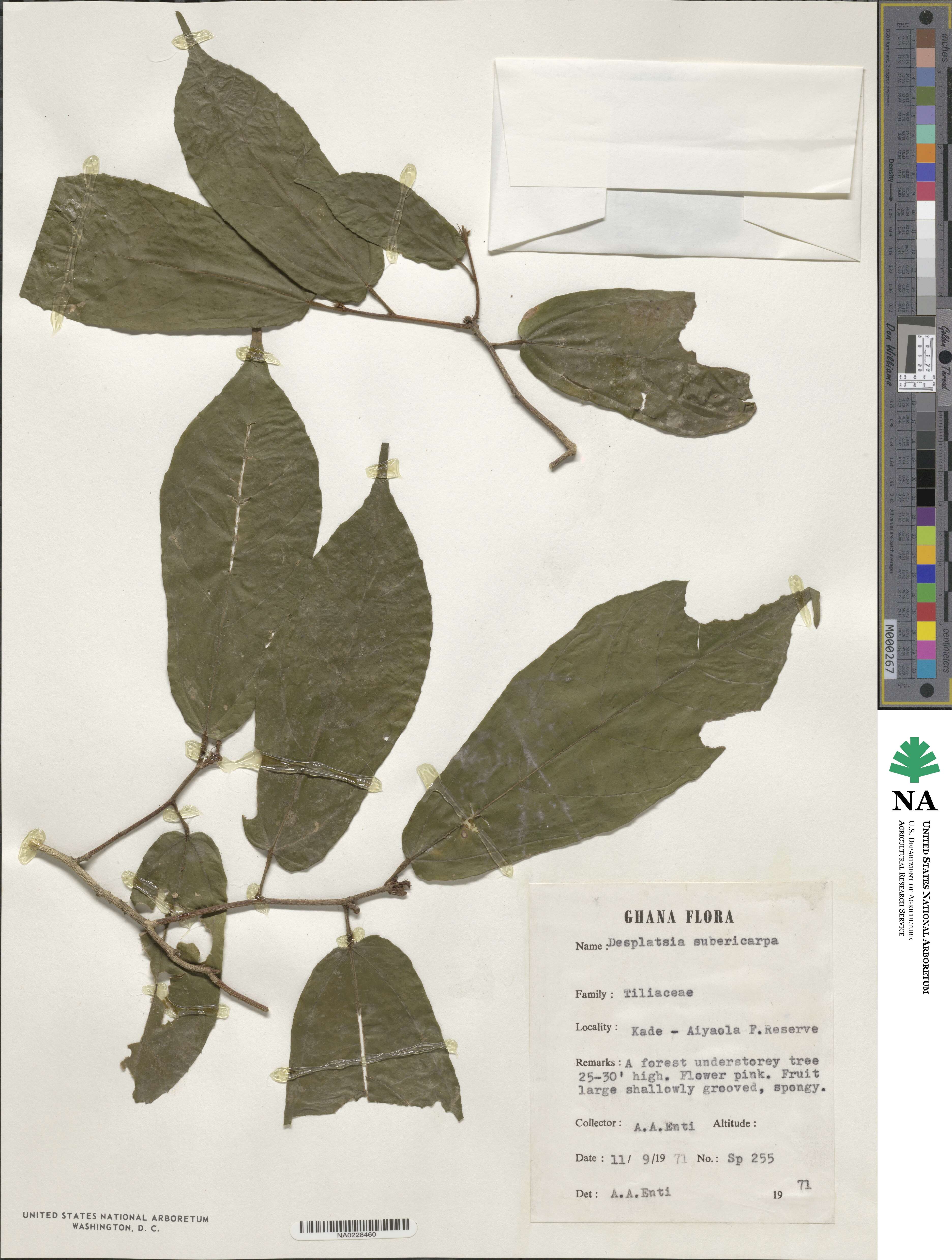 Desplatsia subericarpa image