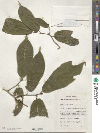 Desplatsia subericarpa image