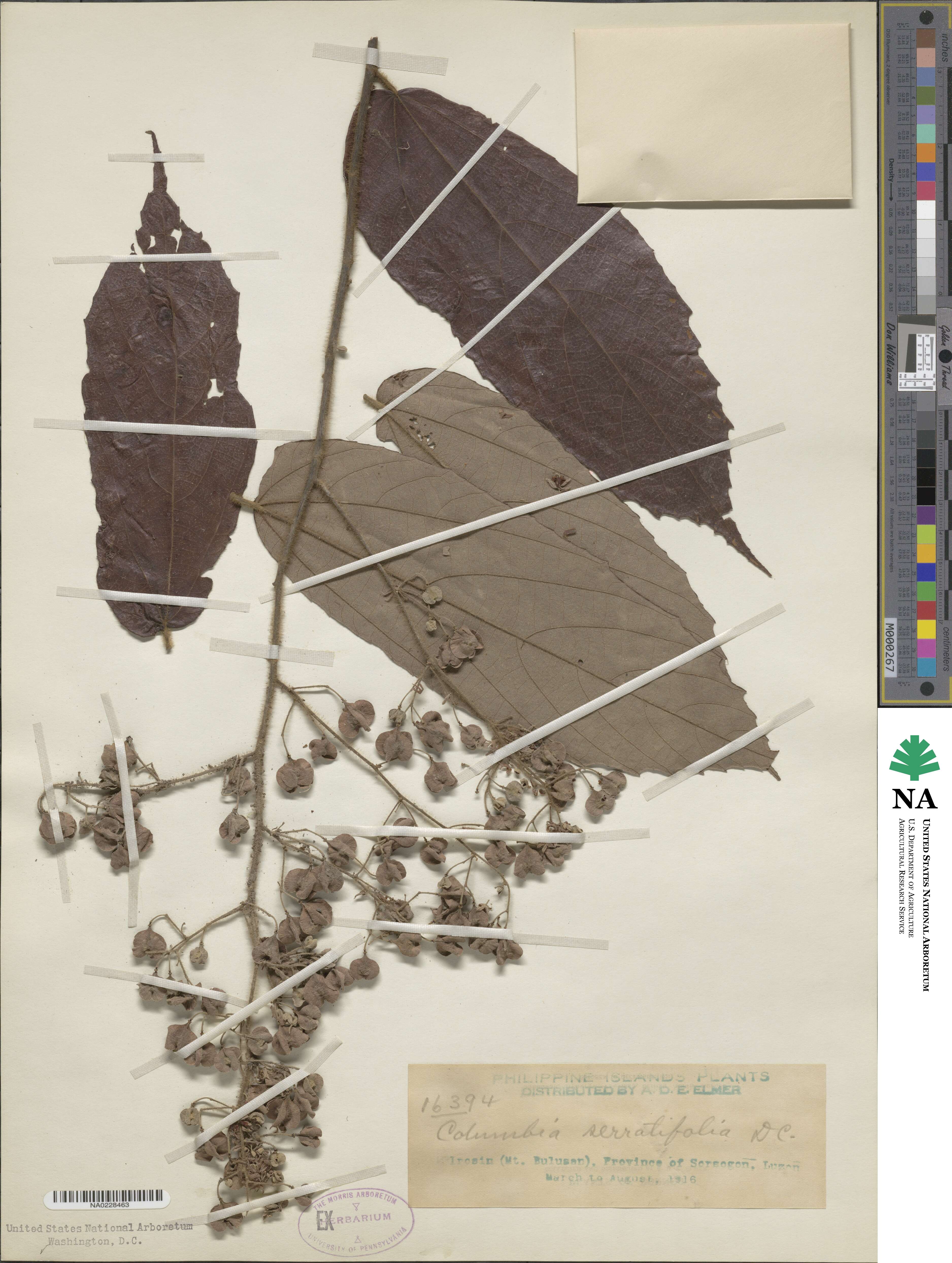 Columbia serratifolia image