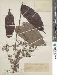 Columbia serratifolia image