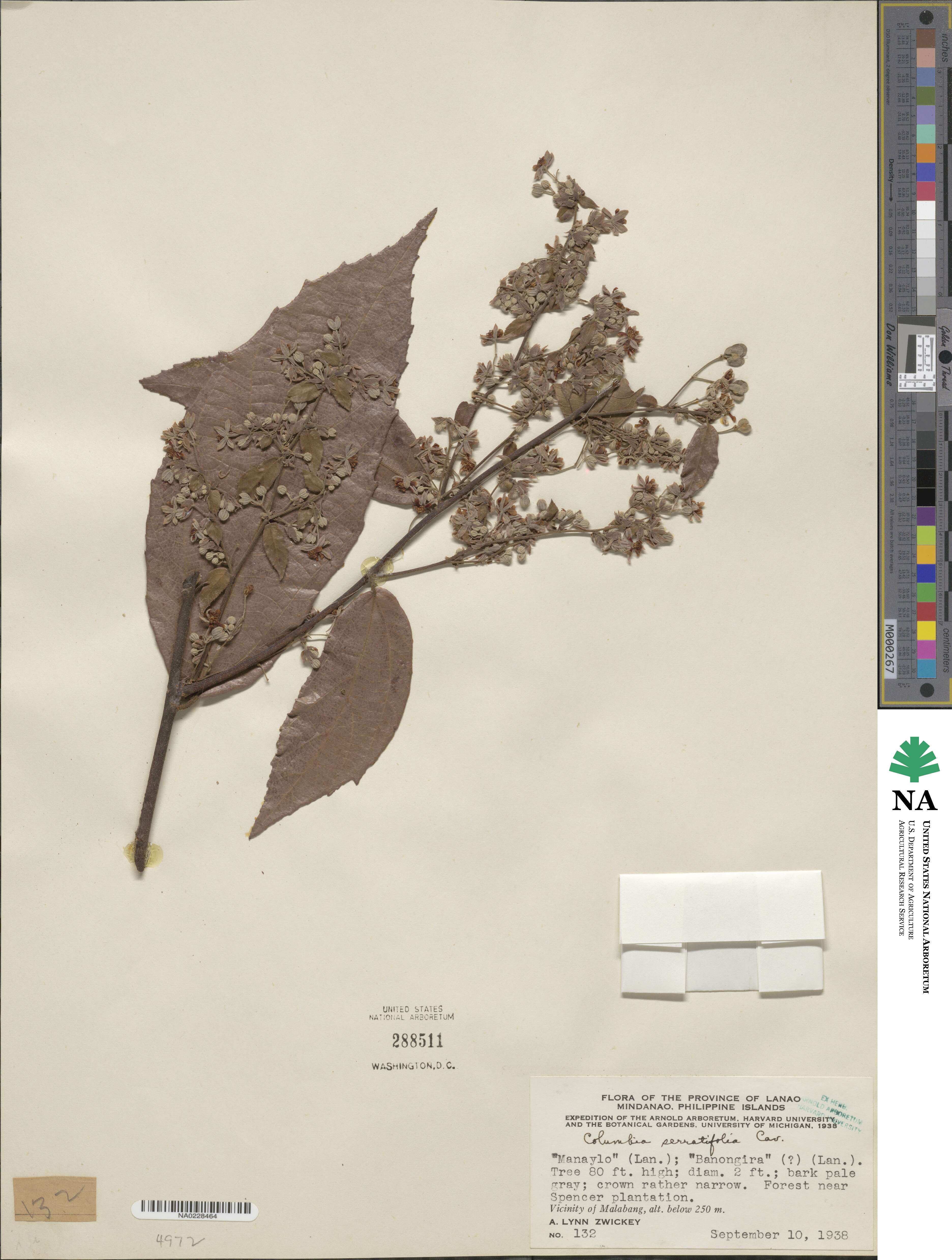 Columbia serratifolia image