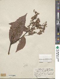 Columbia serratifolia image