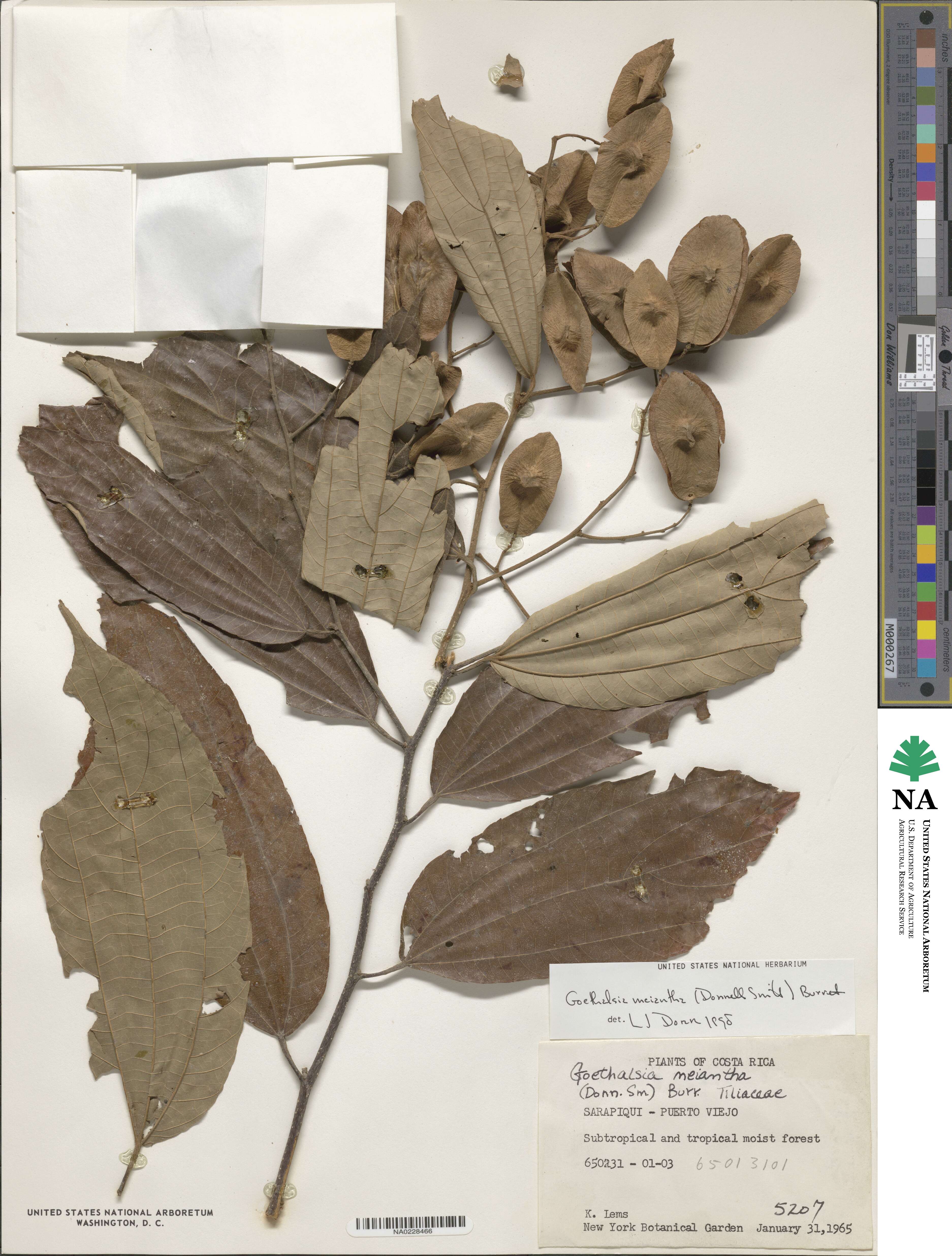 Goethalsia meiantha image