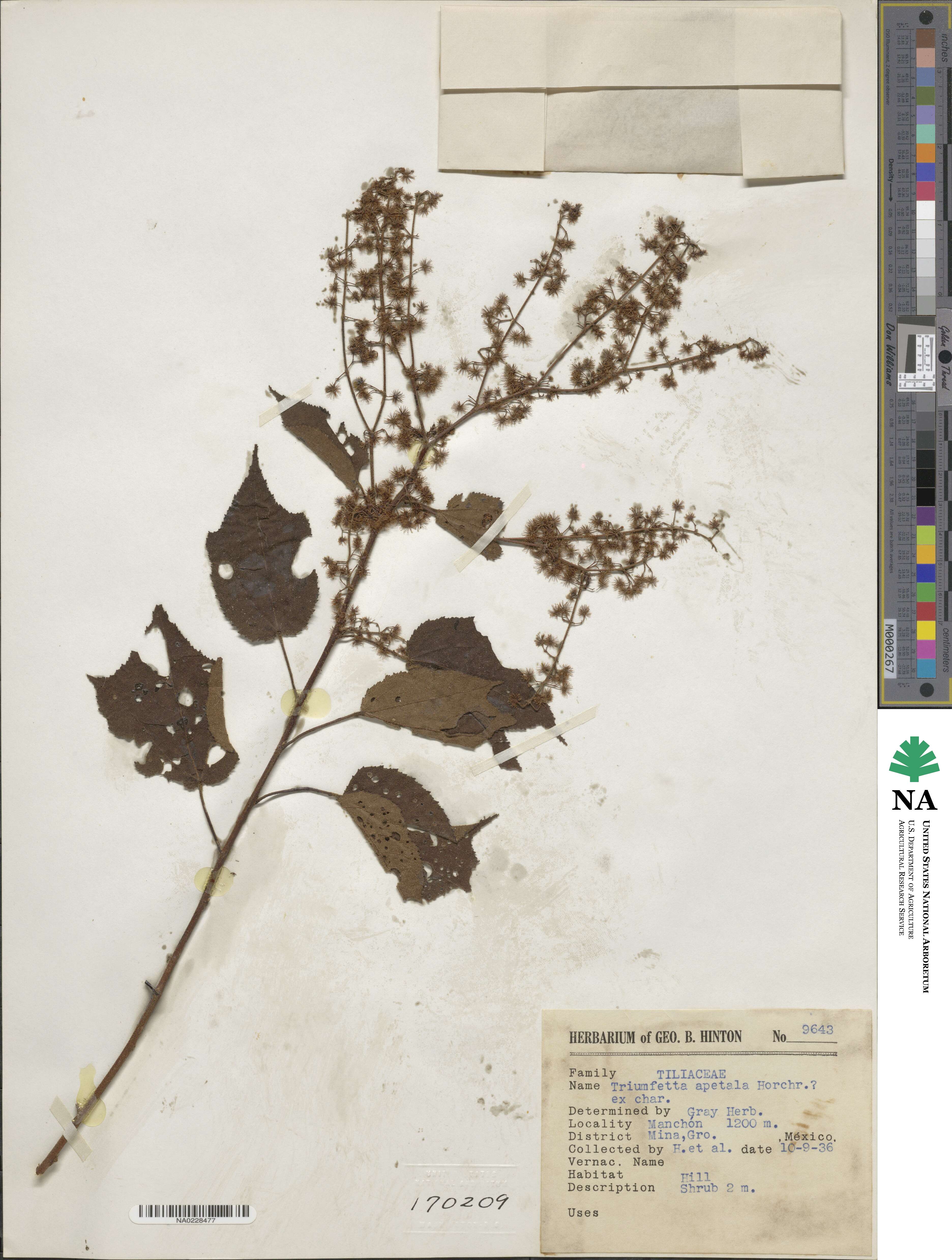 Triumfetta galeottiana image