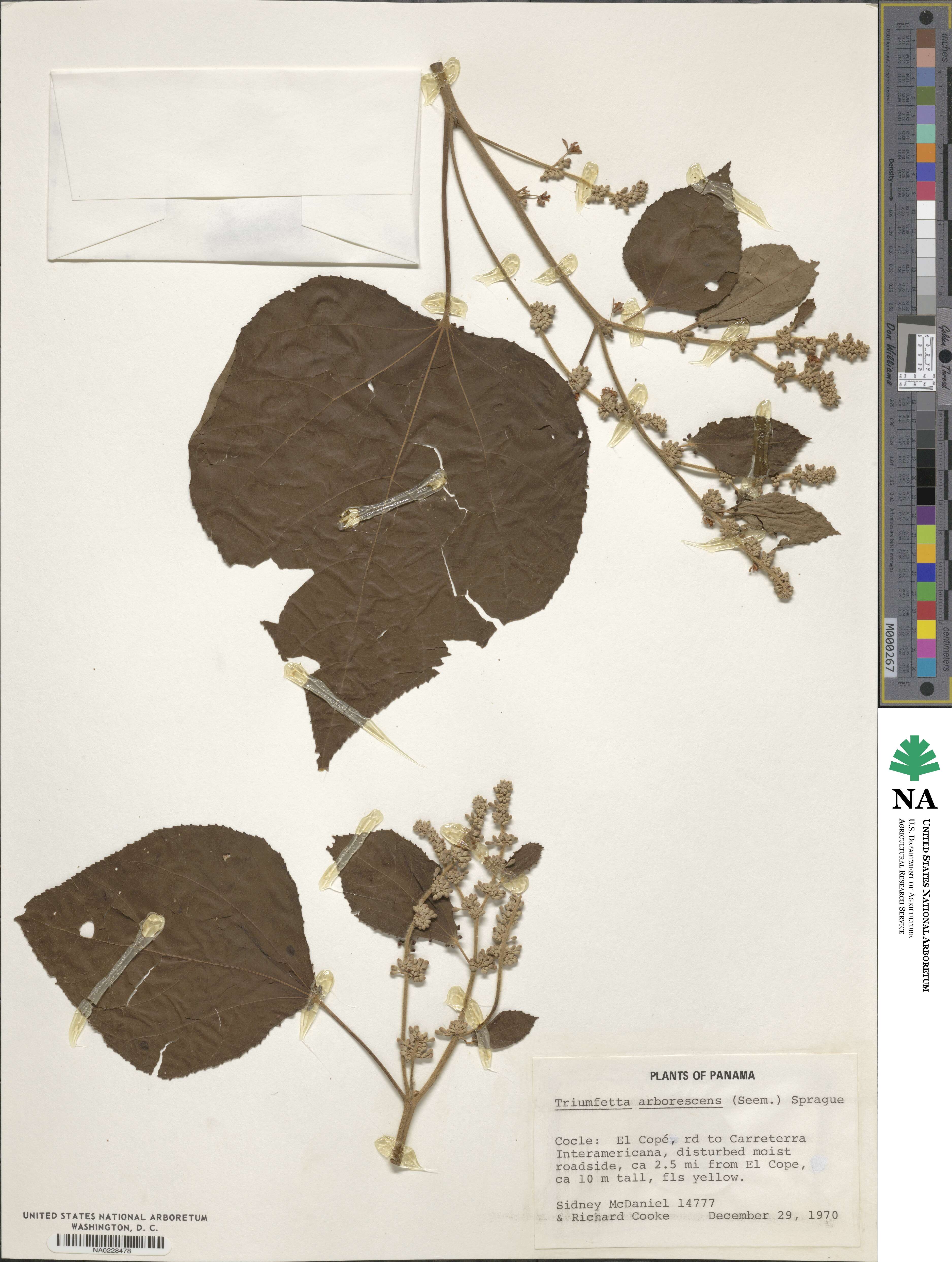 Triumfetta arborescens image