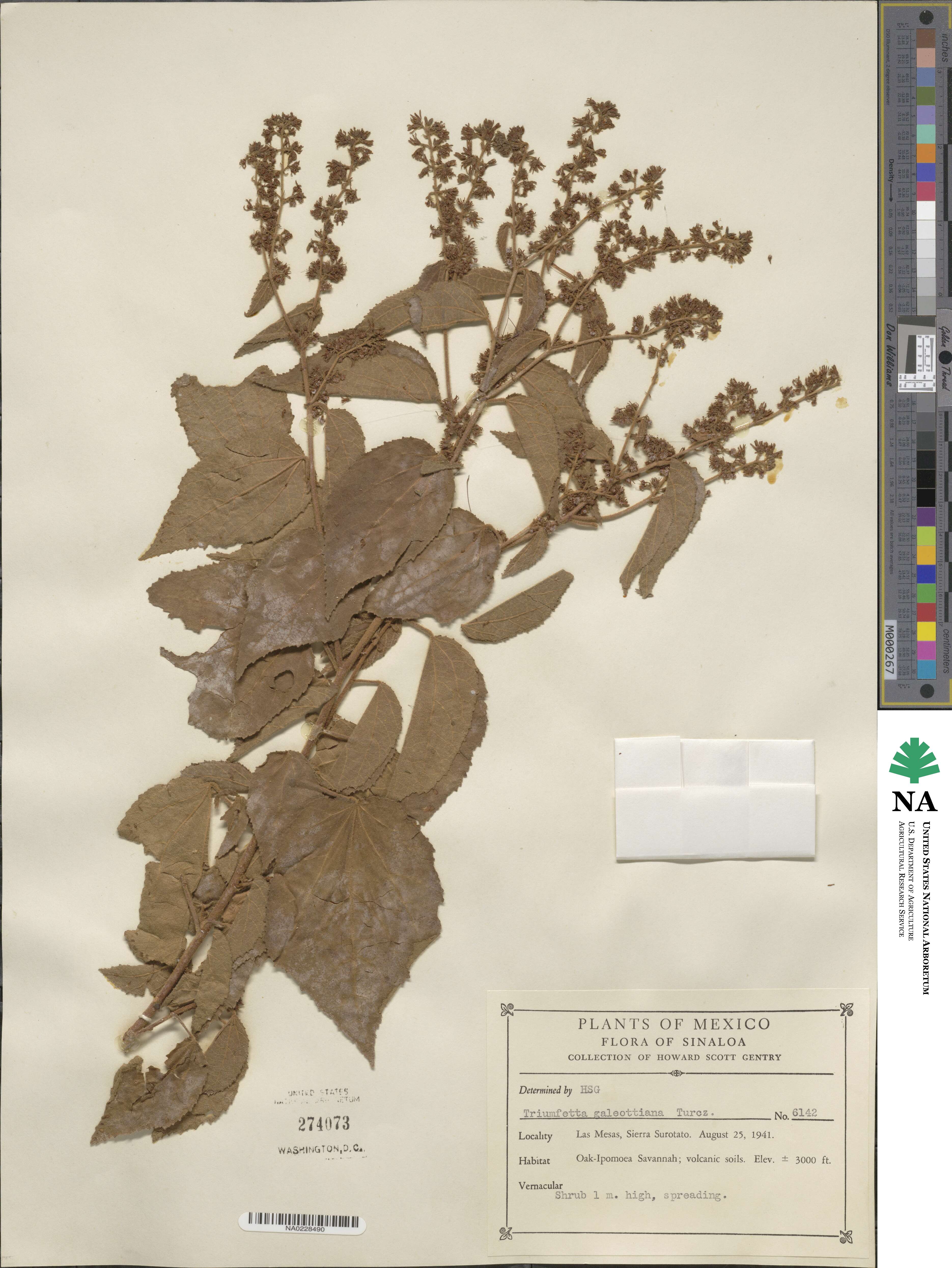 Triumfetta galeottiana image