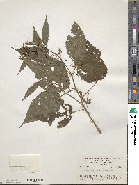 Image of Triumfetta simplicifolia