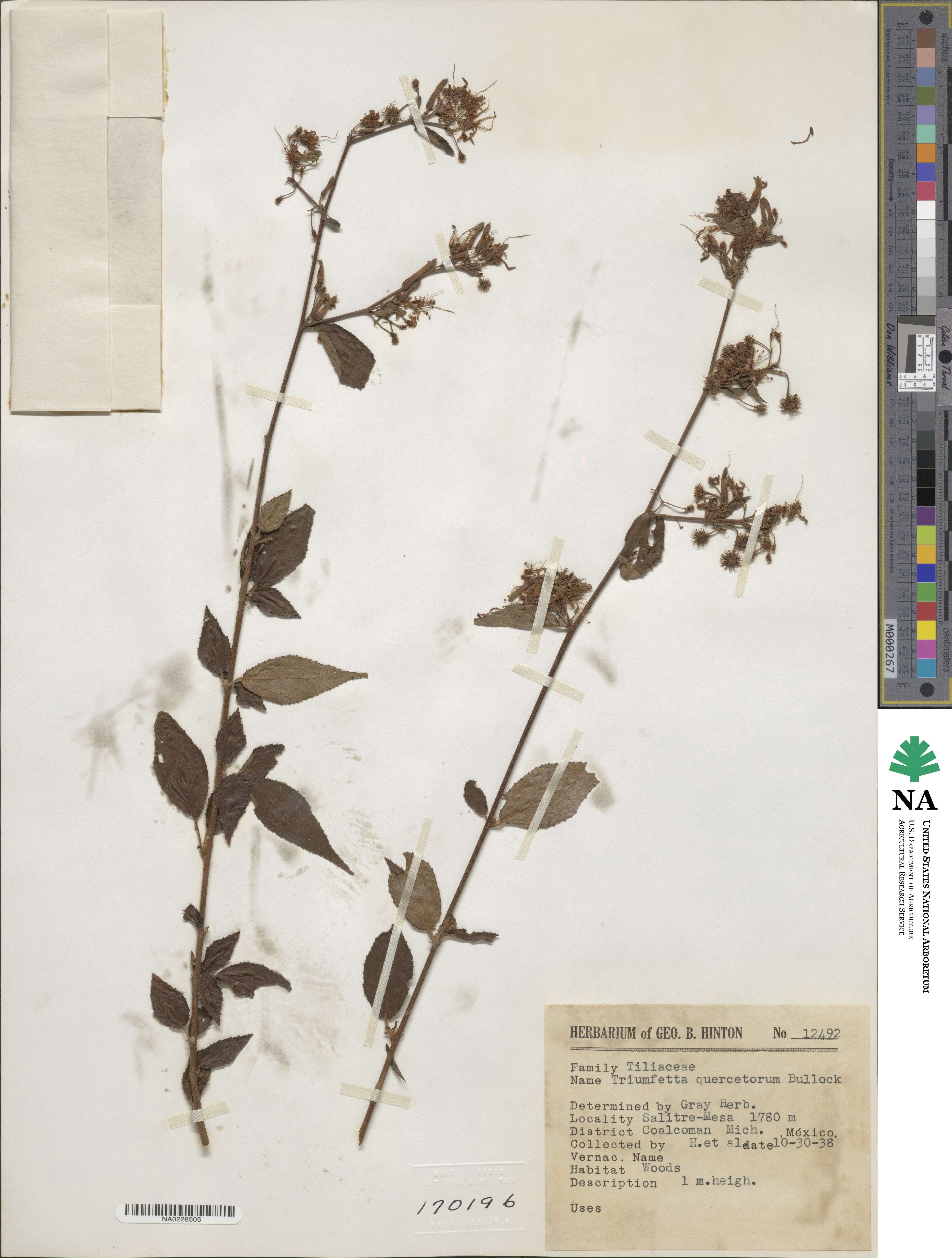 Triumfetta goldmanii image