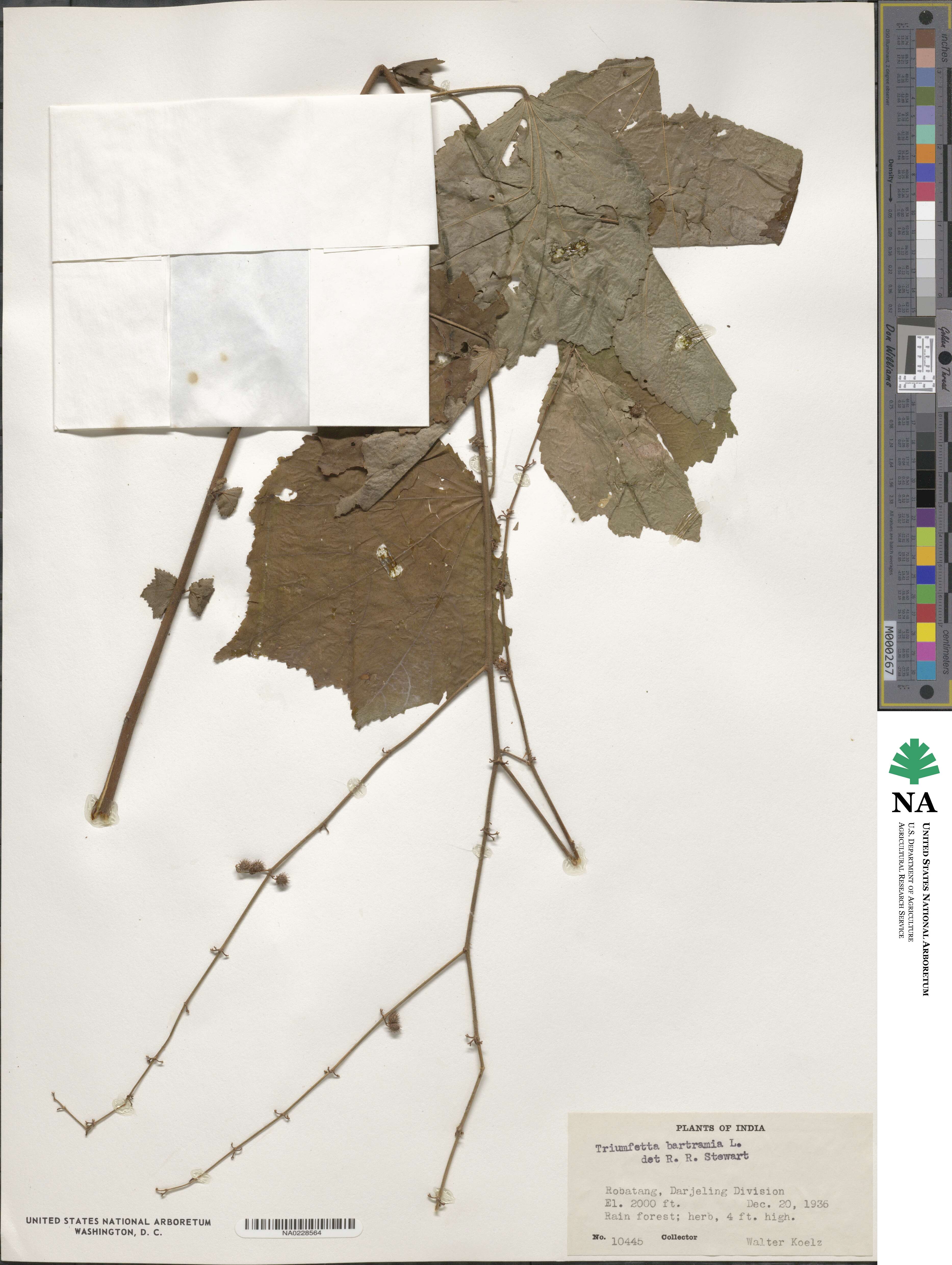 Triumfetta rhomboidea image