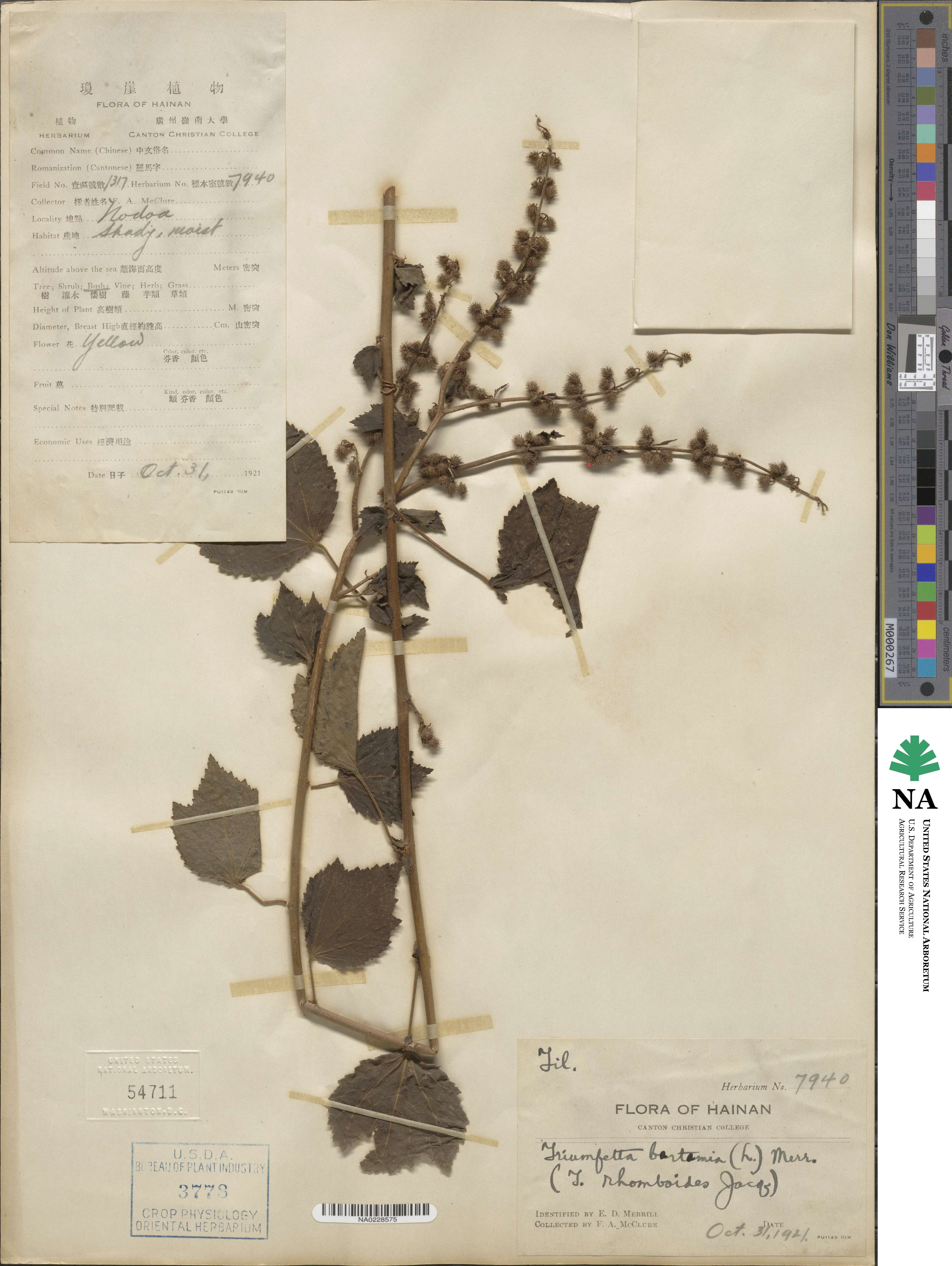 Triumfetta rhomboidea image