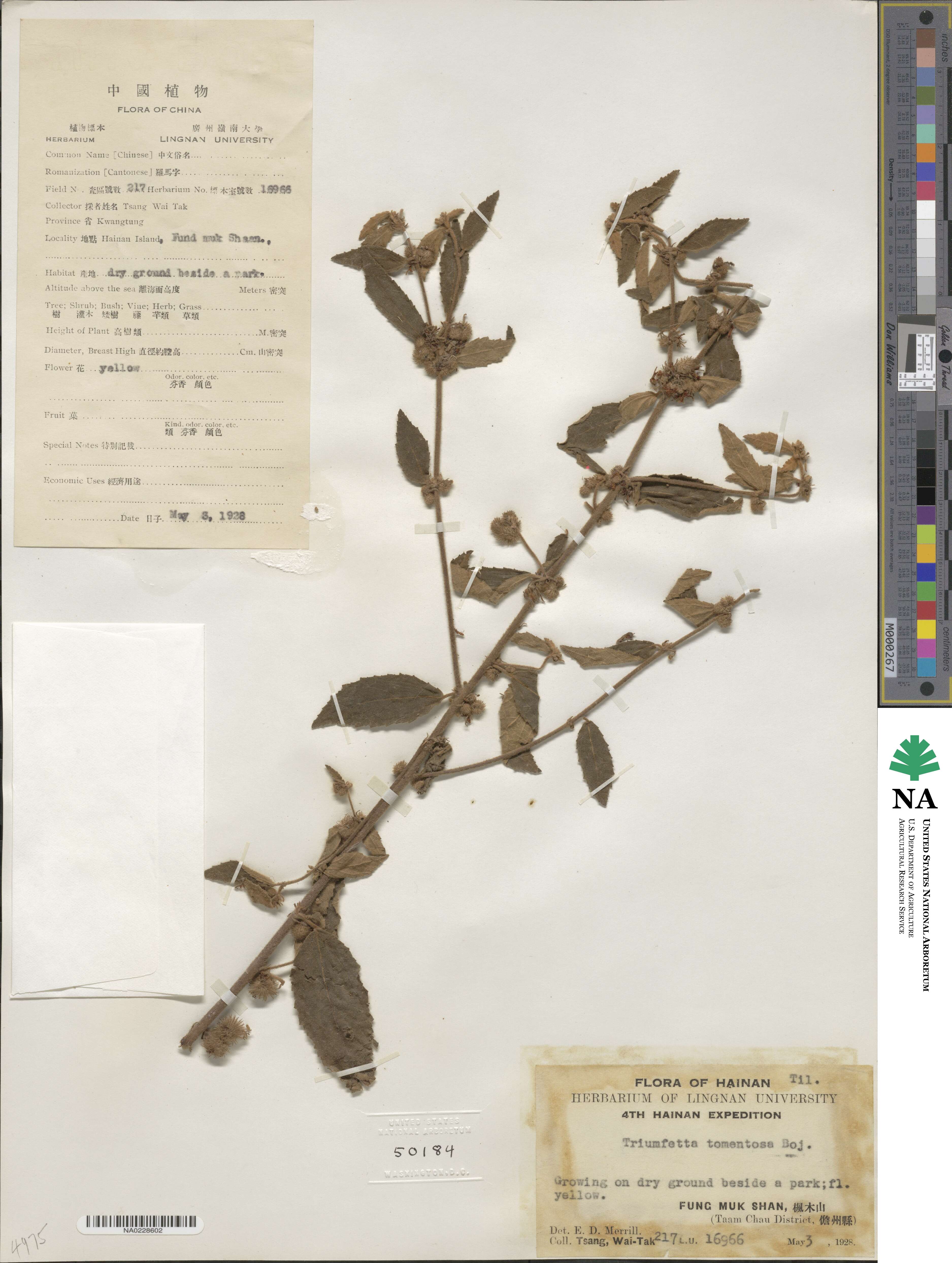 Triumfetta tomentosa image