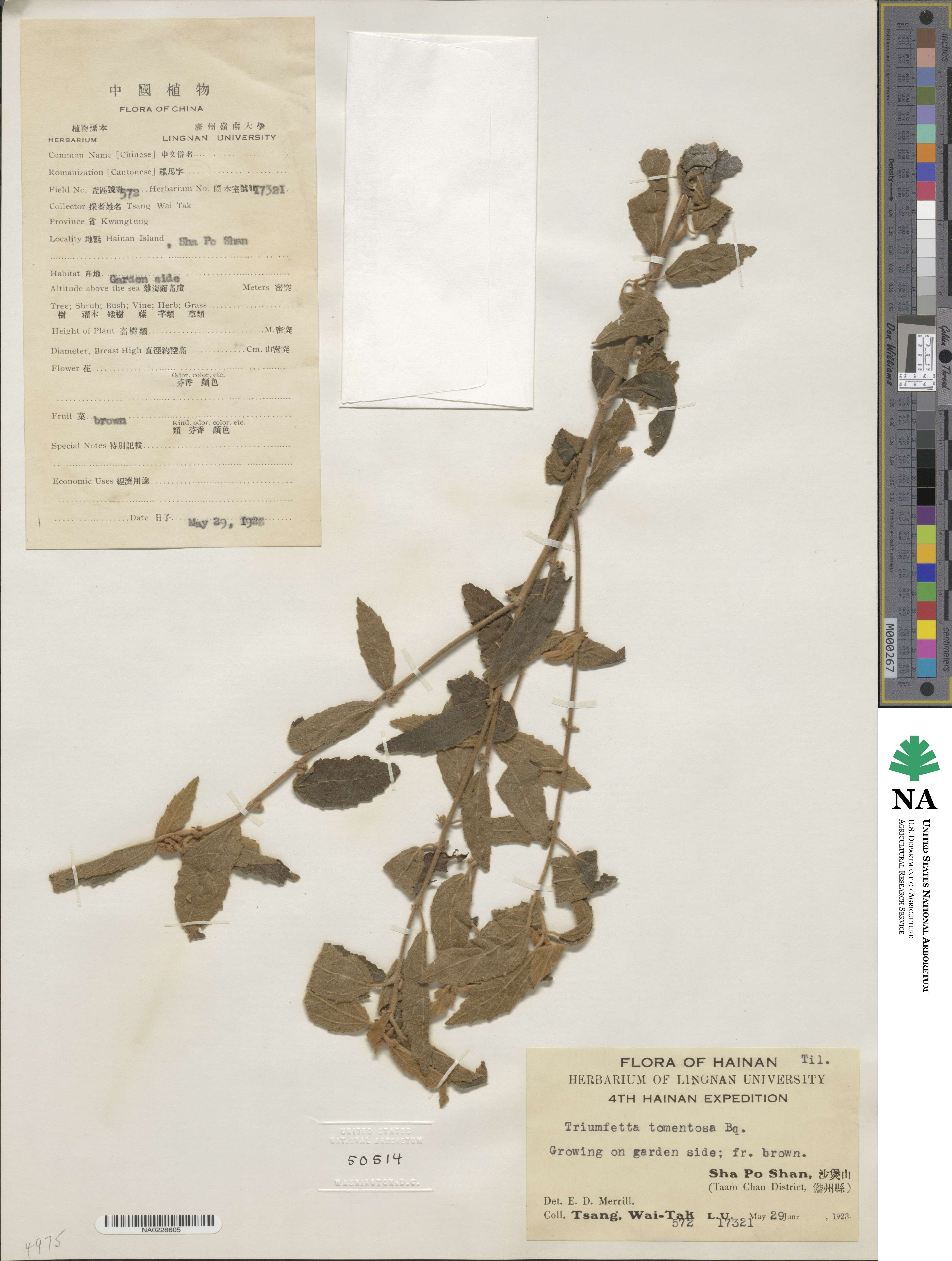 Triumfetta tomentosa image