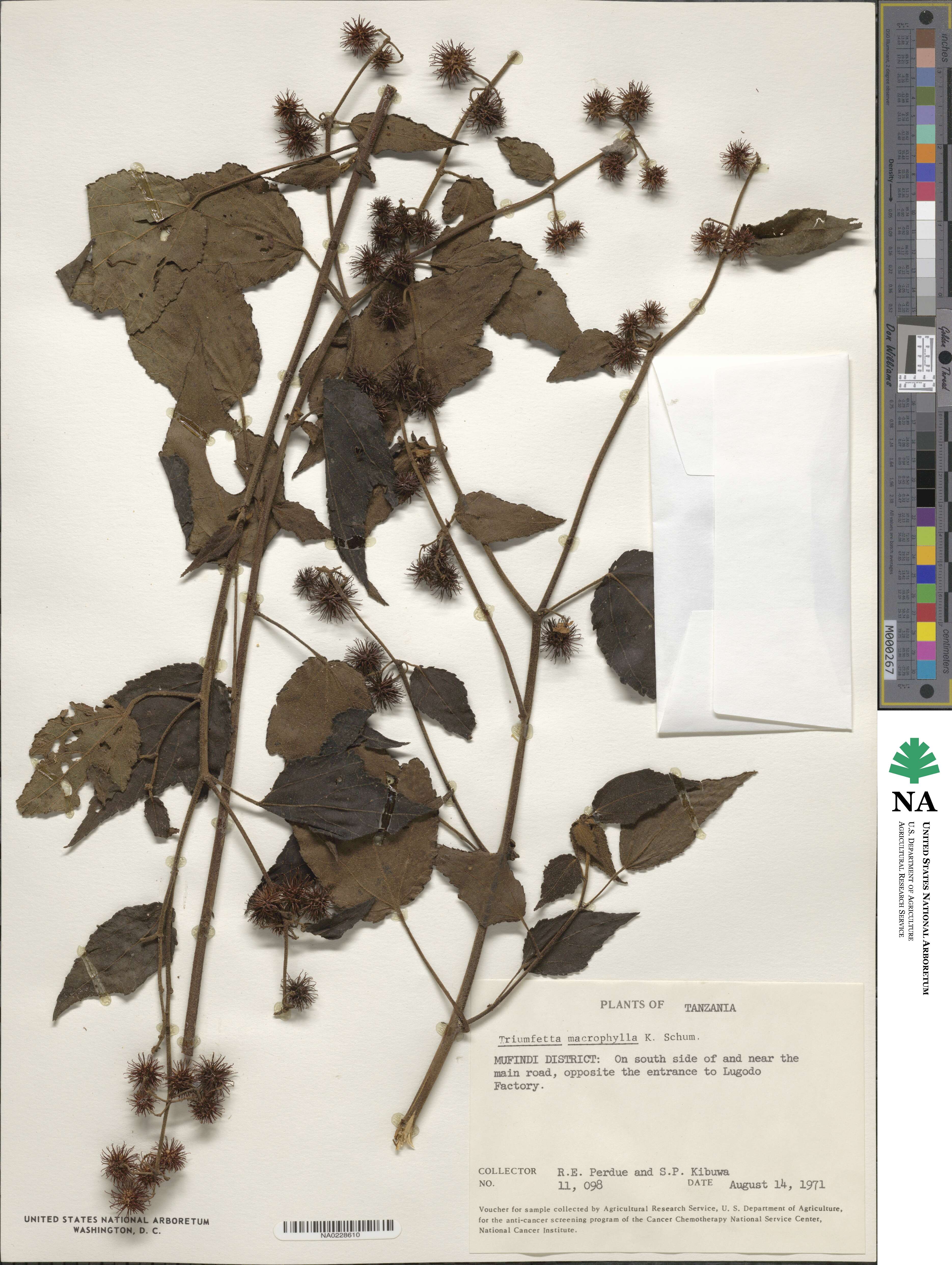 Triumfetta macrophylla image