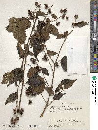 Triumfetta macrophylla image