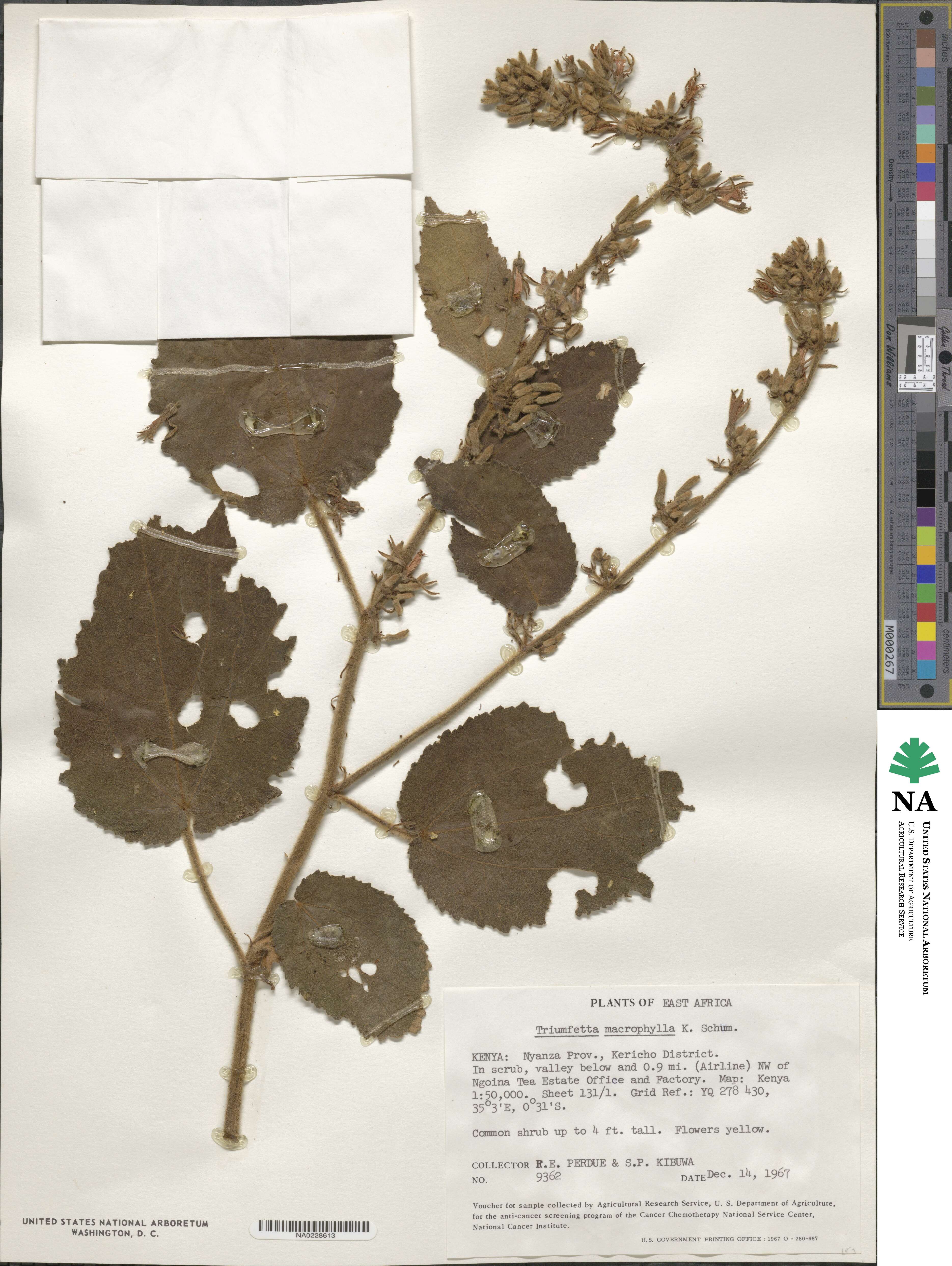 Triumfetta macrophylla image