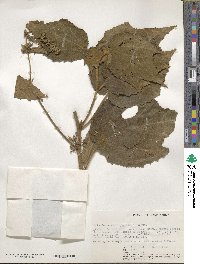 Triumfetta macrophylla image