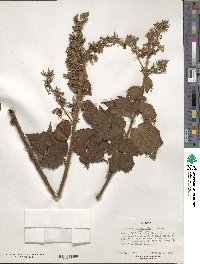 Triumfetta macrophylla image