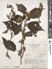 Triumfetta macrophylla image