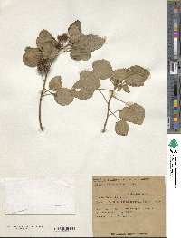 Triumfetta procumbens image