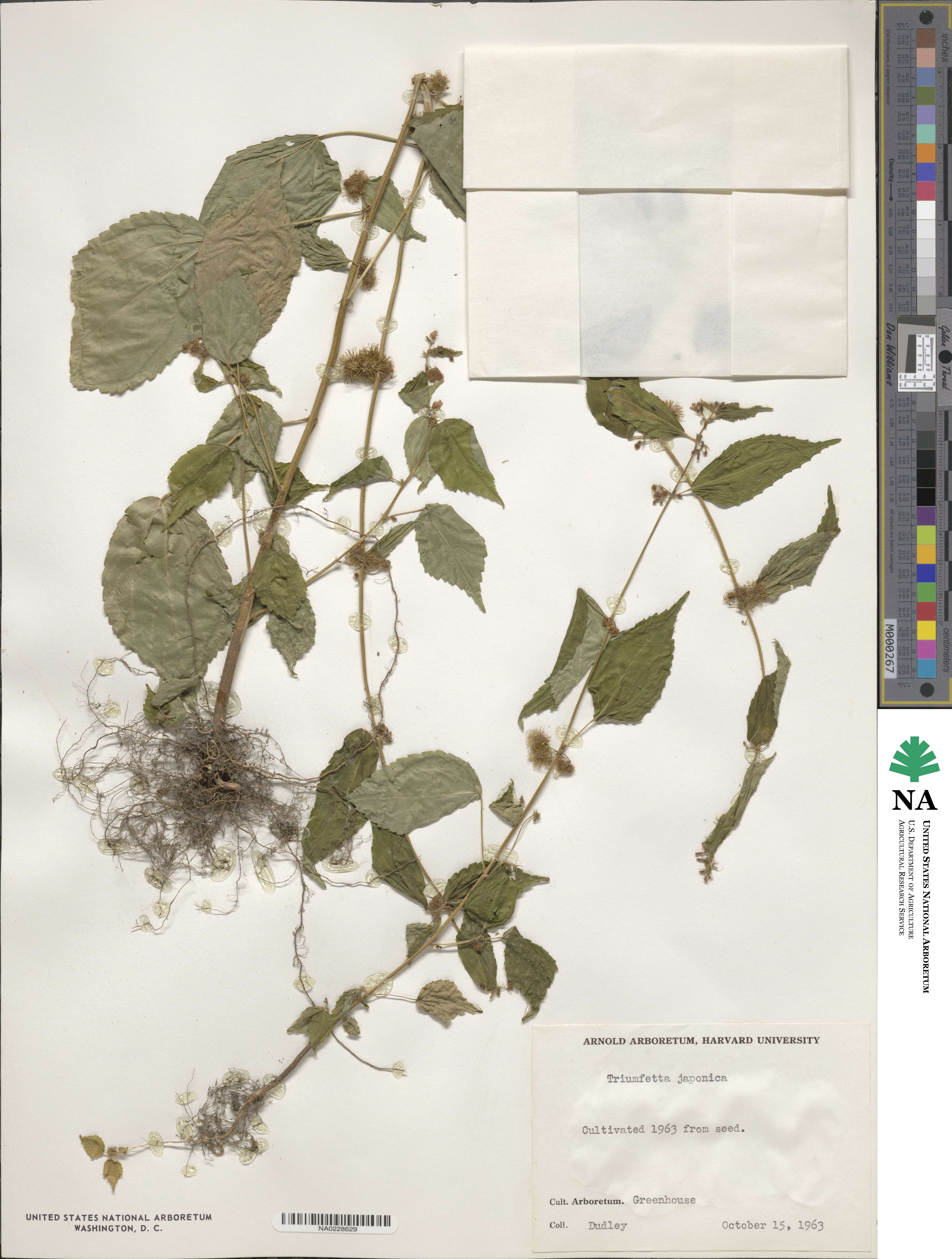 Triumfetta japonica image