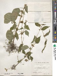 Triumfetta japonica image