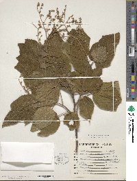 Heliocarpus americanus image