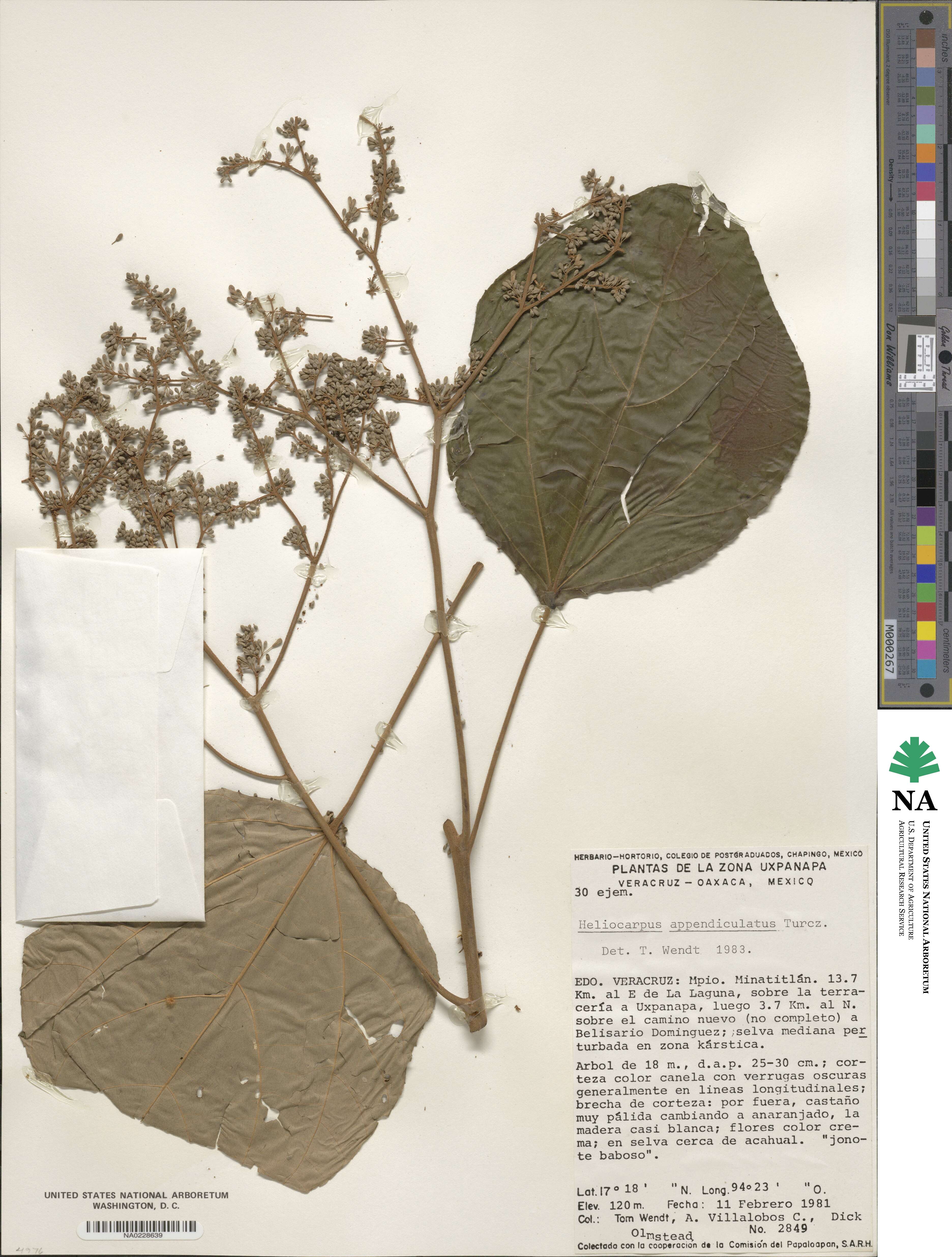 Heliocarpus appendiculatus image