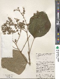 Heliocarpus appendiculatus image