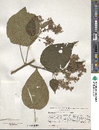 Image of Heliocarpus donnellsmithii