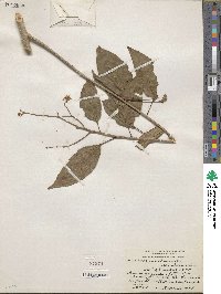 Heliocarpus donnellsmithii image