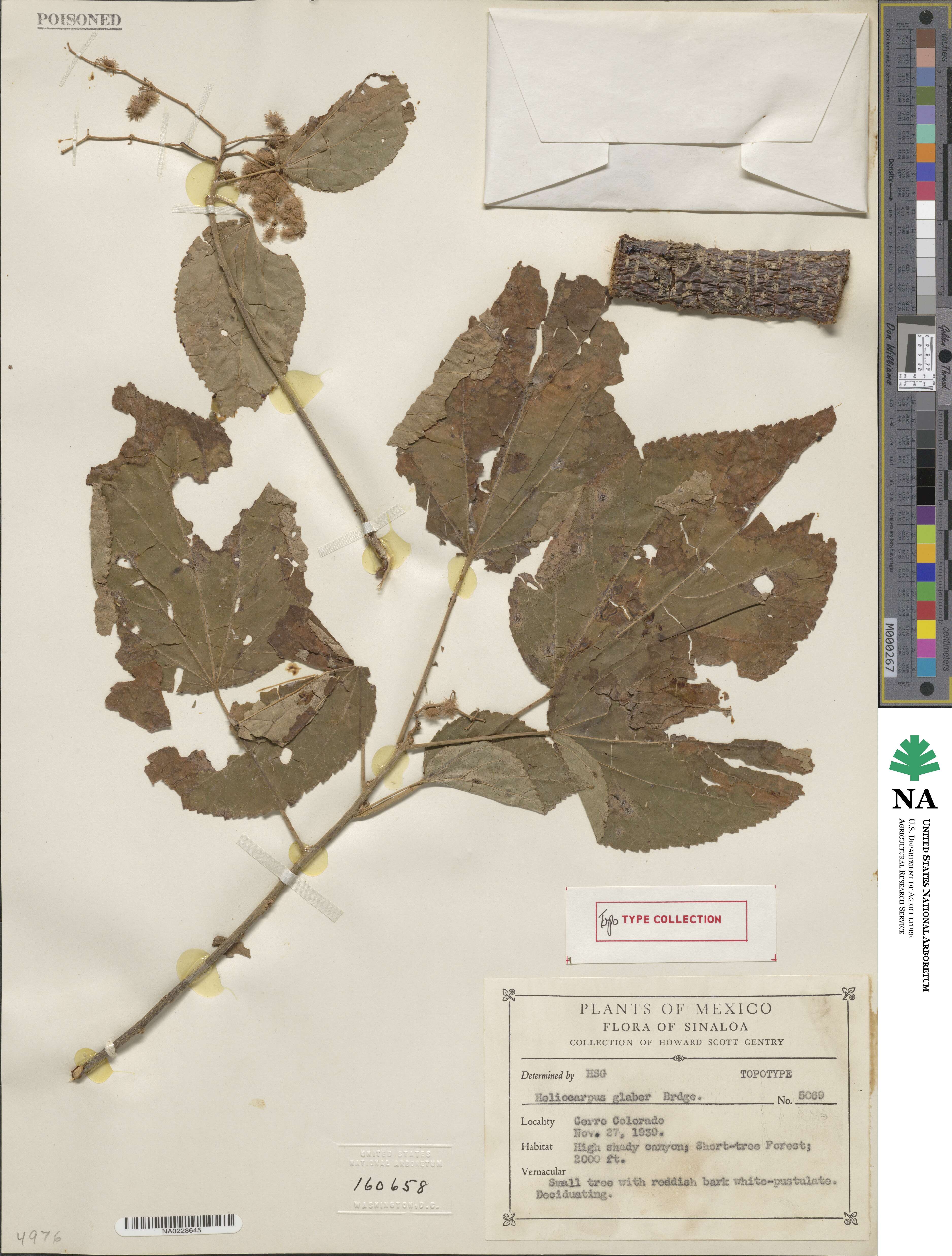 Heliocarpus palmeri image