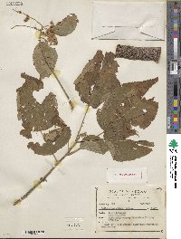 Image of Heliocarpus palmeri