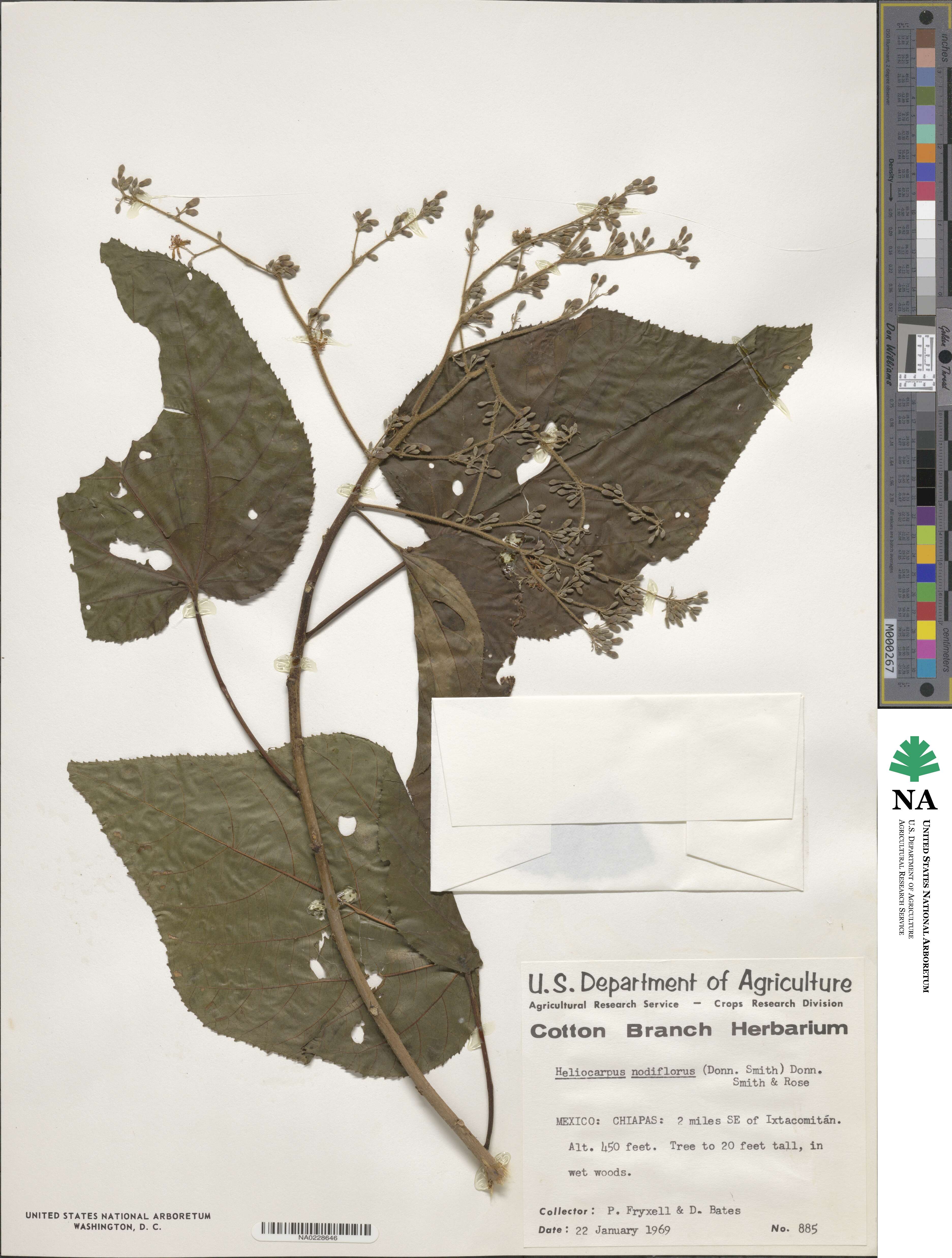 Heliocarpus donnellsmithii image