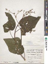 Heliocarpus donnellsmithii image