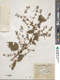 Heliocarpus occidentalis image