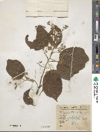 Heliocarpus occidentalis image