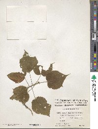 Image of Heliocarpus pallidus