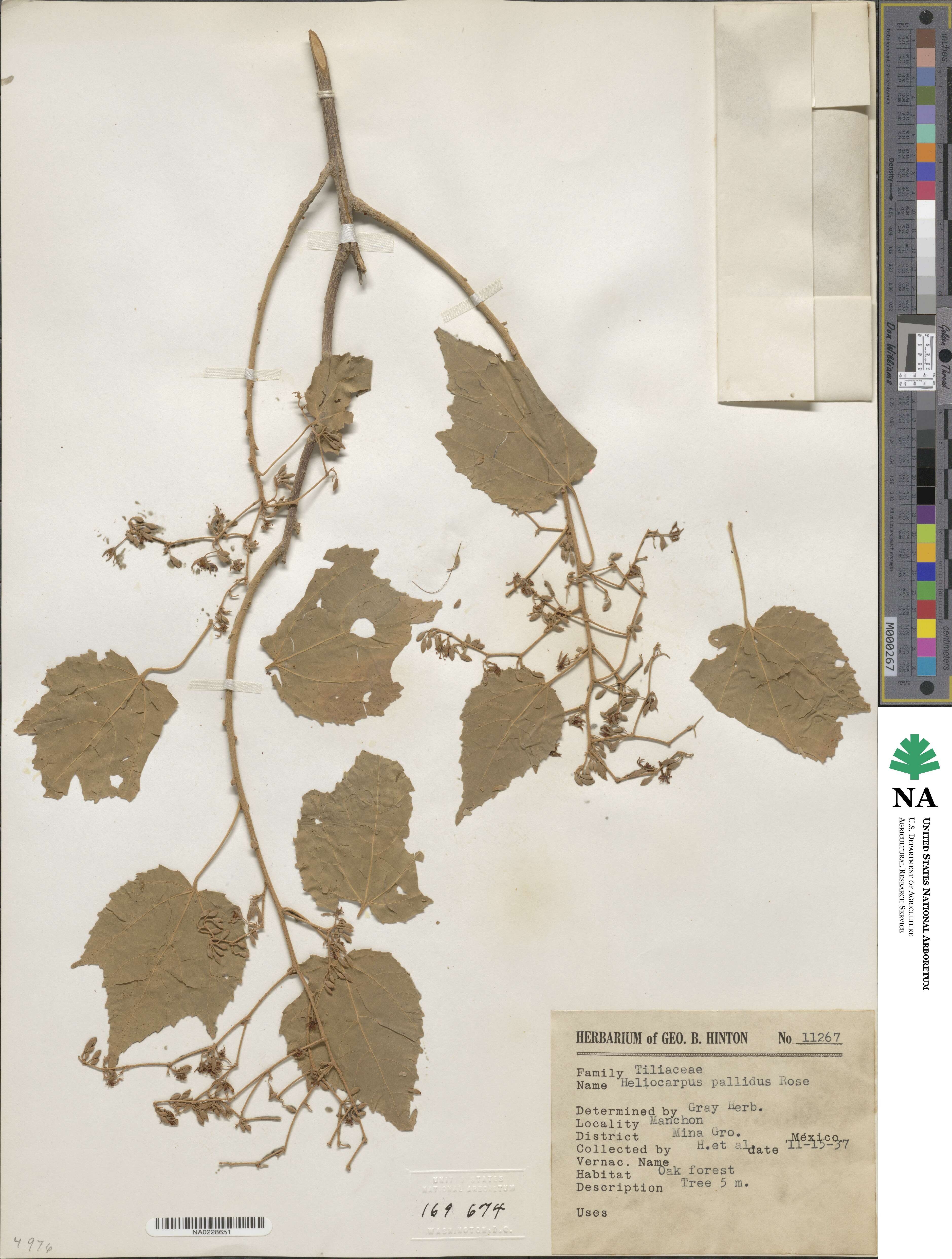 Heliocarpus pallidus image