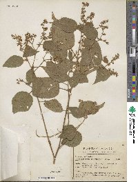 Heliocarpus palmeri image