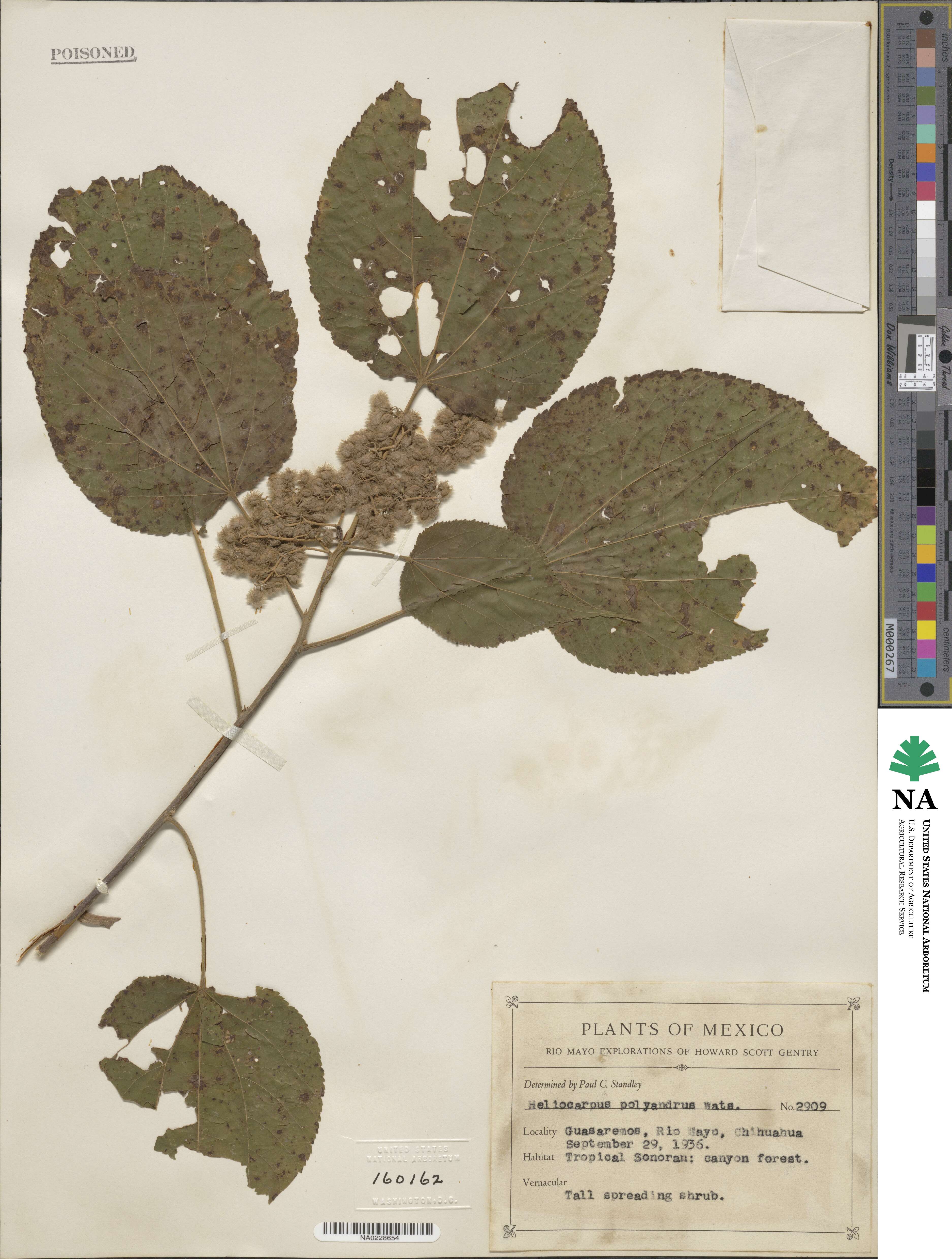 Heliocarpus palmeri image