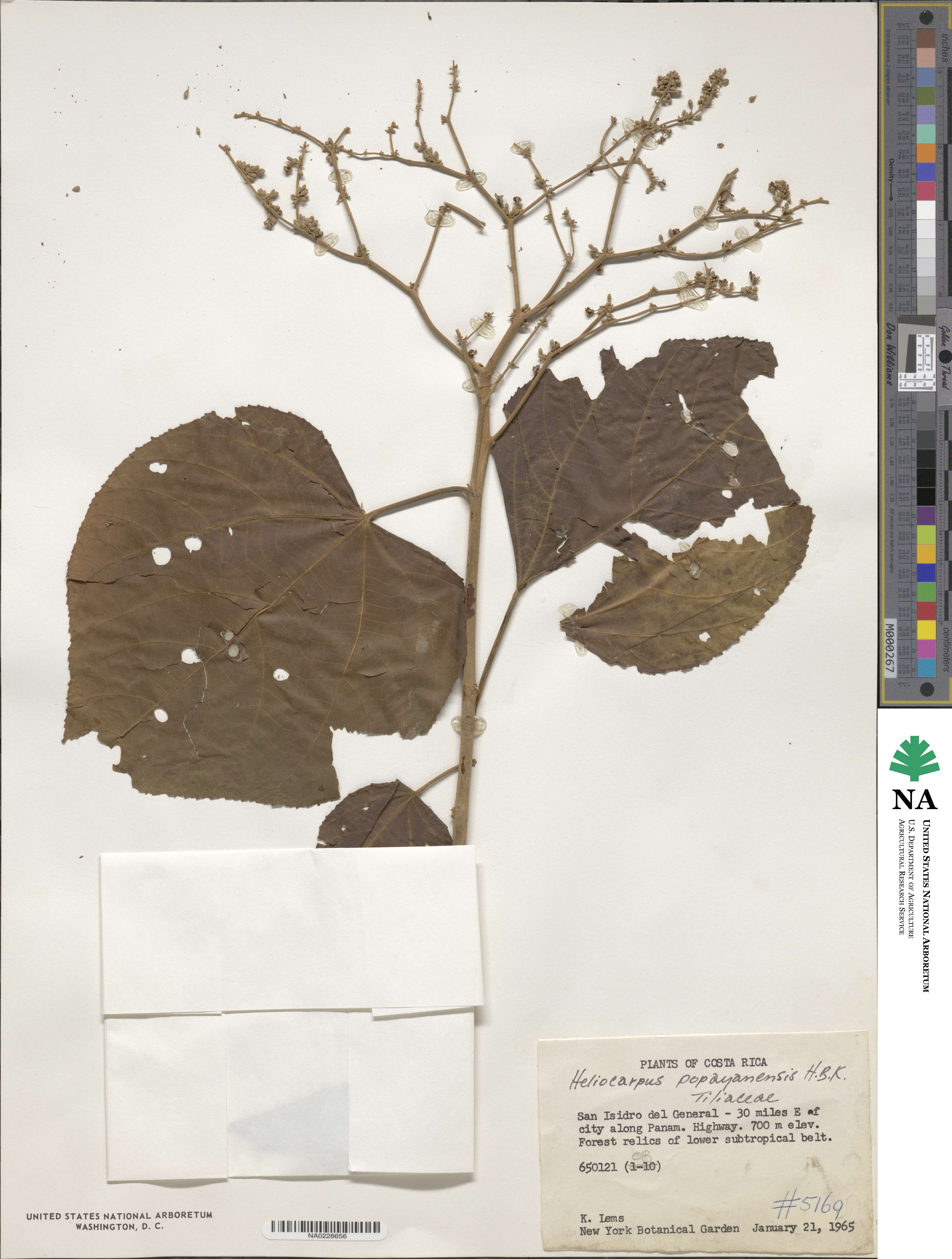 Heliocarpus americanus image