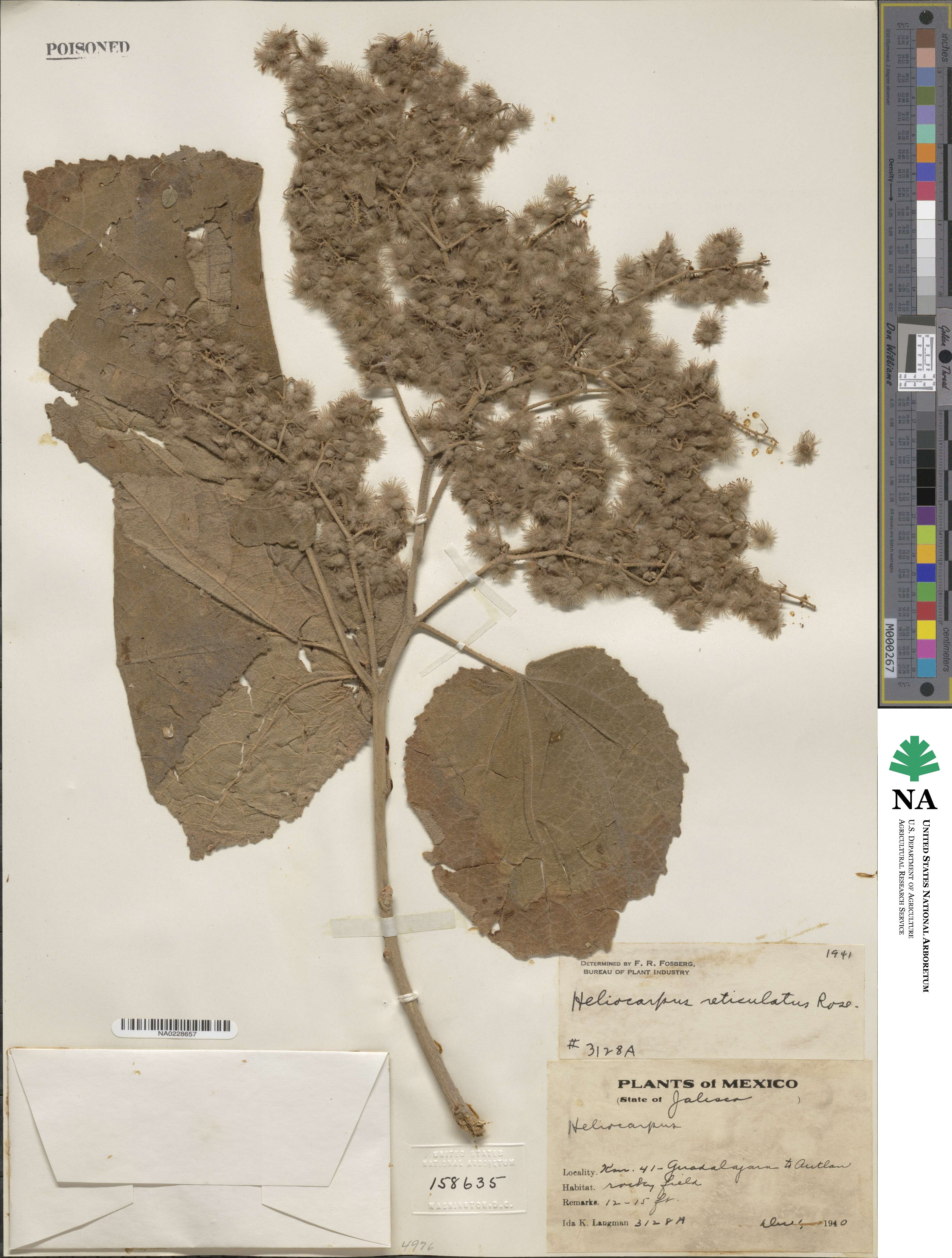 Heliocarpus terebinthinaceus image