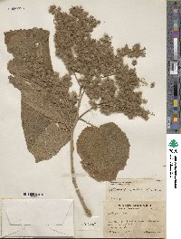 Heliocarpus terebinthinaceus image