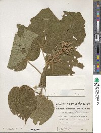 Heliocarpus terebinthinaceus image