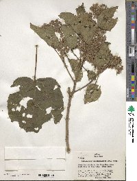 Heliocarpus terebinthinaceus image