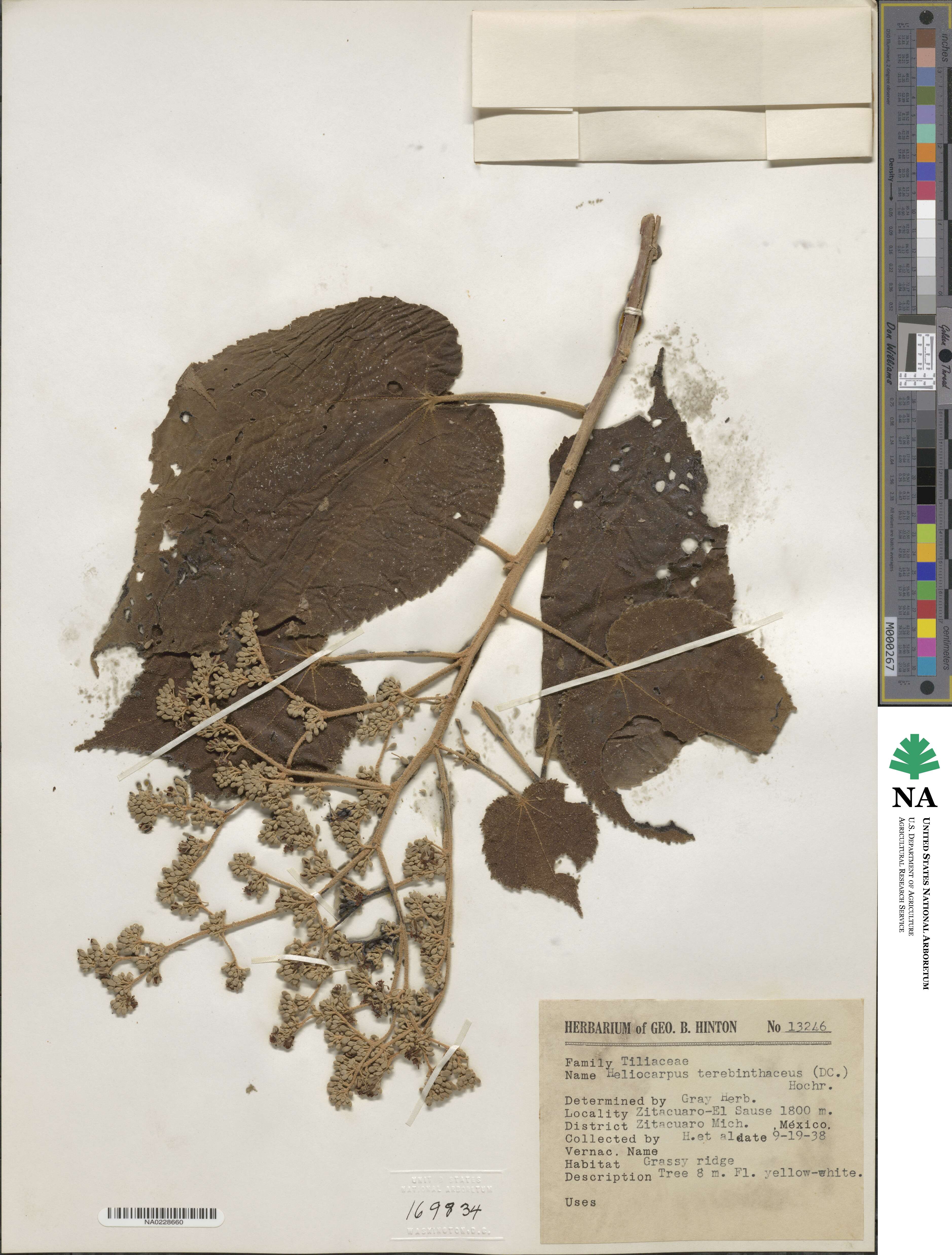 Heliocarpus terebinthinaceus image