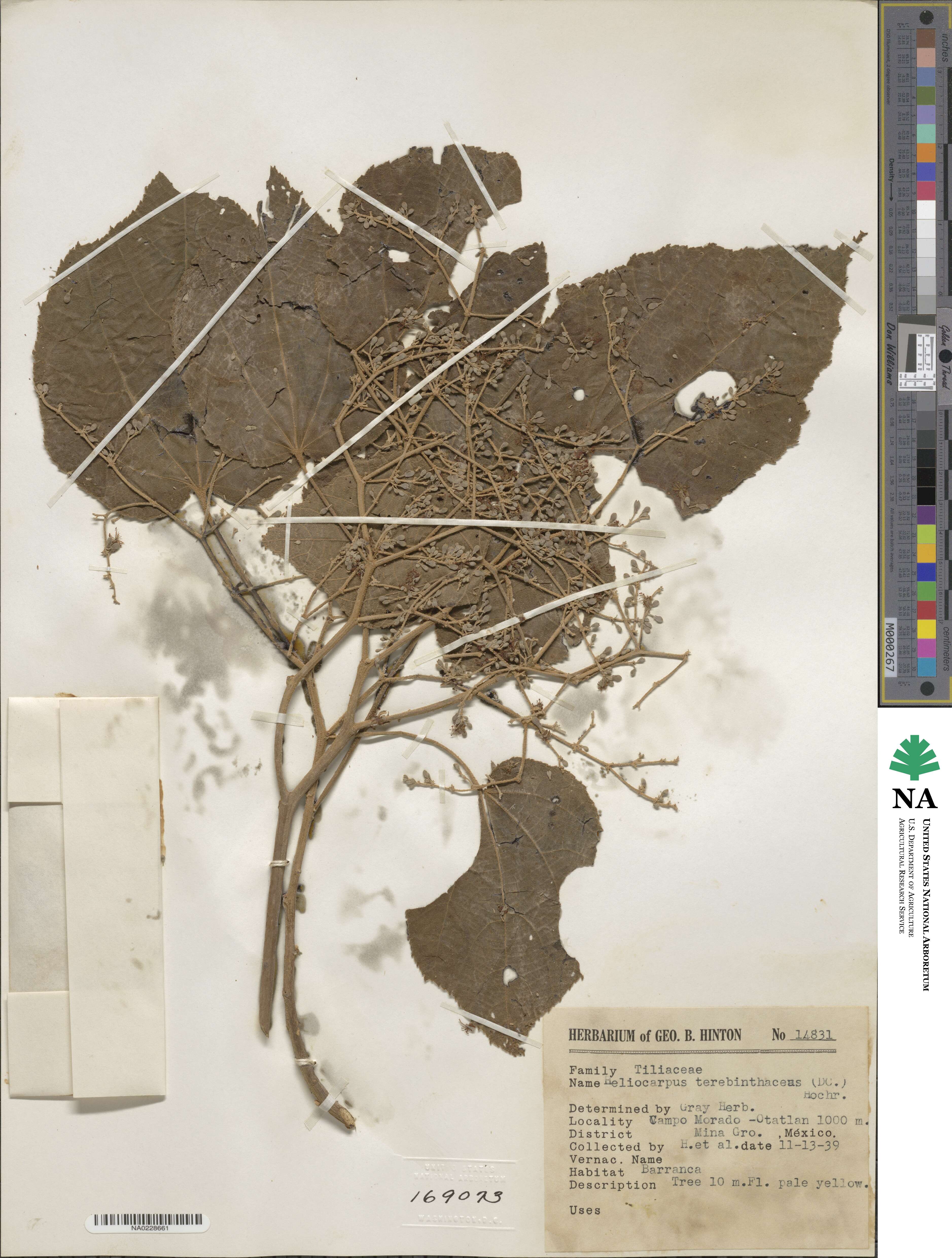 Heliocarpus terebinthinaceus image