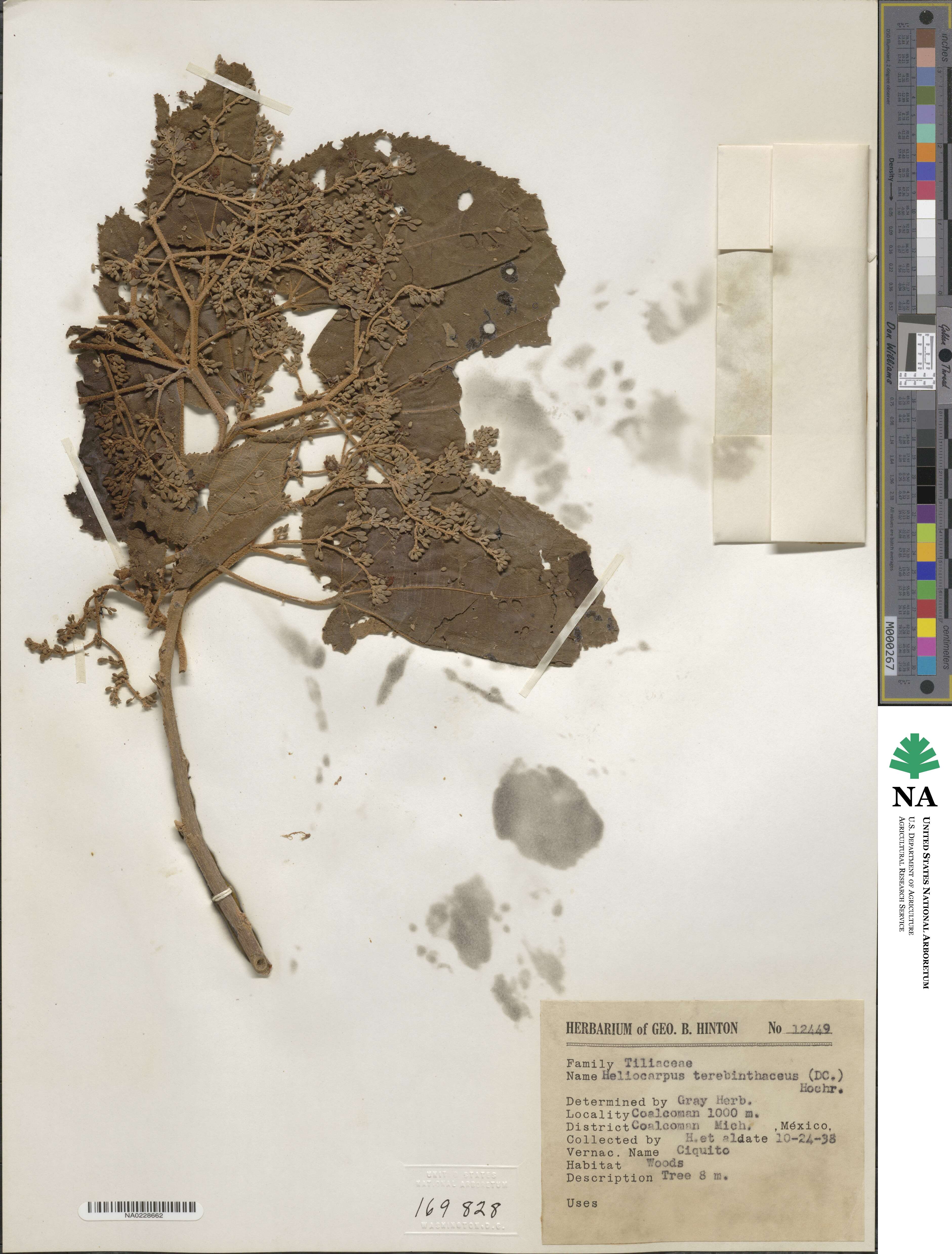 Heliocarpus terebinthinaceus image