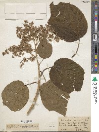 Heliocarpus americanus image